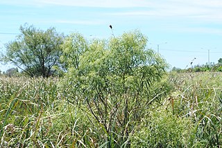 <i>Raulinoreitzia</i> Genus of plants