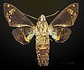 * Nomination Cuban Sphinx - △ Ventral side - Male. By User:Archaeodontosaurus --Olivier LPB 22:56, 15 July 2018 (UTC) * Promotion Good Quality -- Sixflashphoto 01:02, 16 July 2018 (UTC)