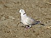 Eurasian Collared Dove I IMG 9588.jpg