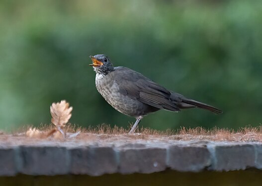 Eurasian blackbird, Florence