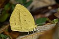 Eurema laeta