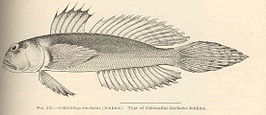 Oxyurichthys lonchotus
