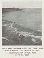 FMIB 45041 Dead dog salmon left by tide, five miles above the mouth of the Bolscheretsk River, Aug 9 to 13, 1917.jpeg