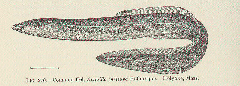 File:FMIB 51807 Common Eel, Anguilla chrisypa Rafinesque Holyoke, Mass.jpeg