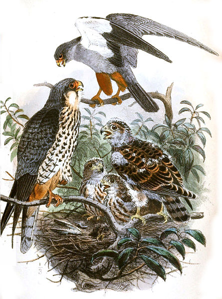 File:Falco amurensis 1868.jpg