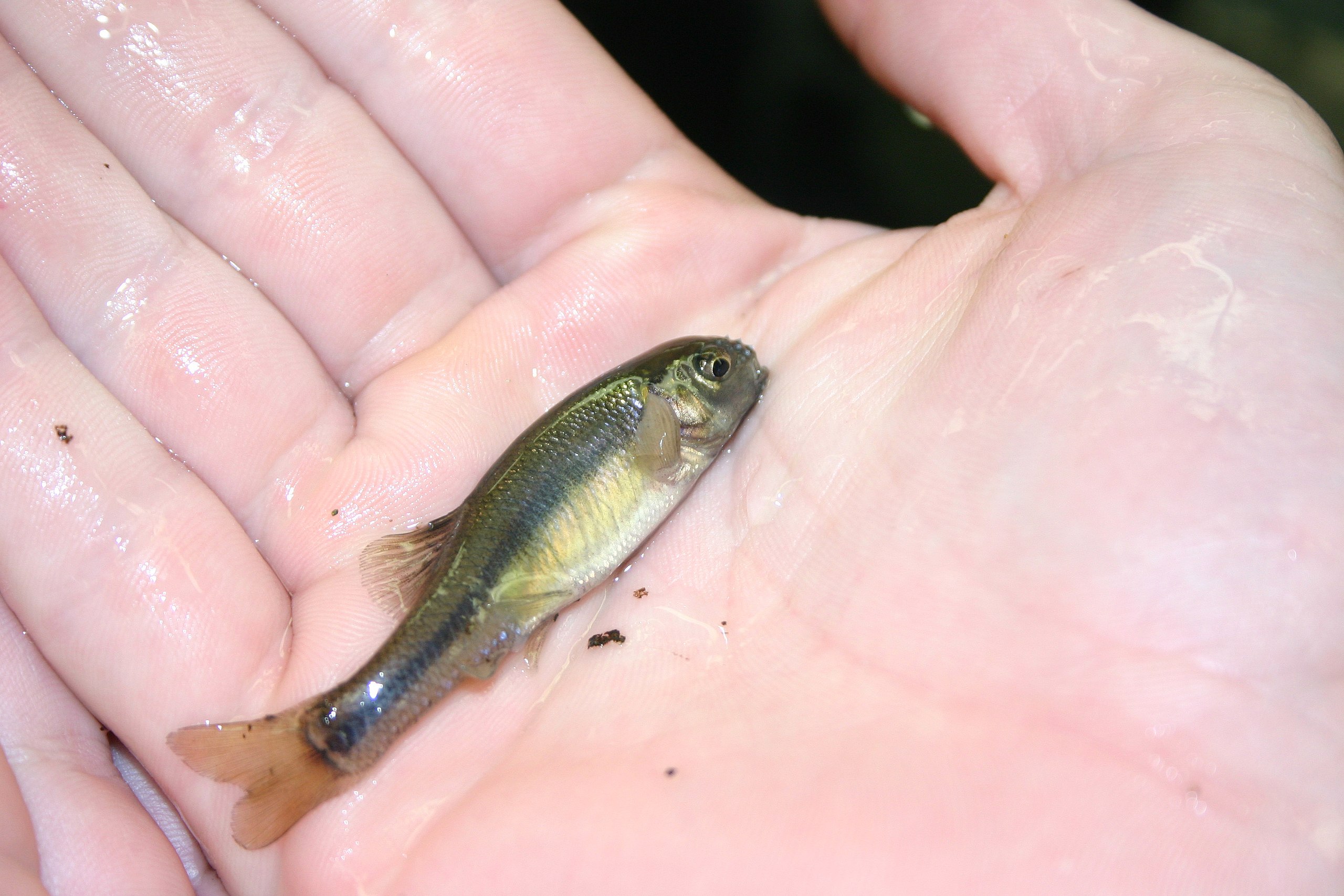 File:Fathead Minnow (8741579480).jpg - Wikimedia Commons