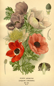 Anemone coronaria