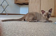 grey burmese kitten