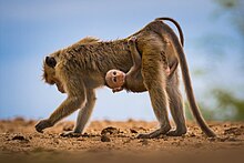 Female Toque macaque with her child at Katagamuwa Sanctuary - (Don't let them fade away).jpg