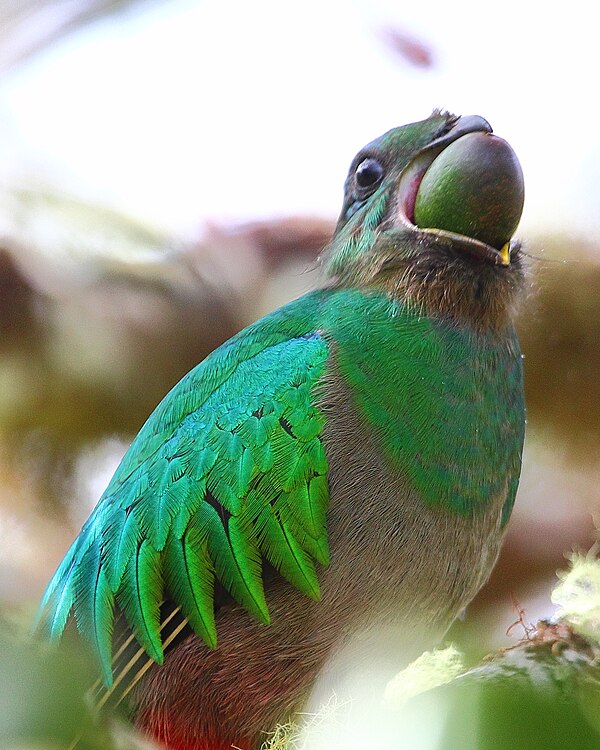 Female eating a wild avocado