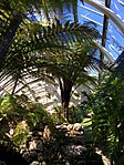 Benmore Botanika bog'i, Benmore House, Fernery