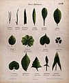 Fifteen plant leaves, all of different shapes. Chromolithogr Wellcome V0044557.jpg