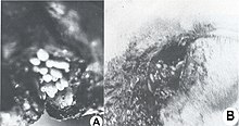 Fig. 6. Podomyiase et ophthalmomyiase des moutons