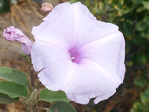 Fiore di Ipomoea Carnea a CV.jpg