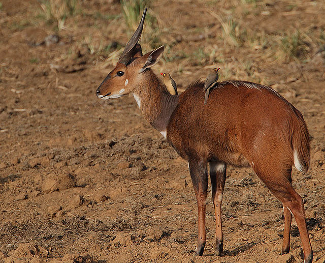 Image: Flickr   Rainbirder   Imbabala Bushbuck (Tragelaphus sylvaticus)