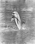 Flipper The Dolphin 1968.jpg