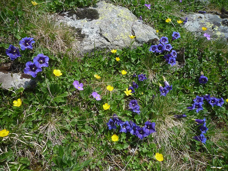 File:Flora Tomülpass 12.jpg