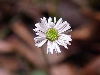 <i>Lagenophora gracilis</i> Species of flowering plant