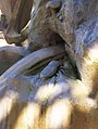 Fontaine Amédée-Larrieu, détail face ouest d'un homard