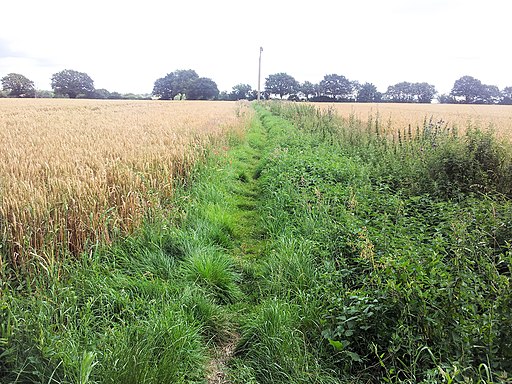 Footpath through wheat fields, Drinkstone - geograph.org.uk - 3069724