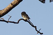 Waldkauz (Heteroglaux blewitti, Athene blewitti) im Melghat Tiger Reserve Maharashtra (2).jpg