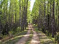 Forest trail in Põhja-Kõrvemaa, May 2010.jpg
