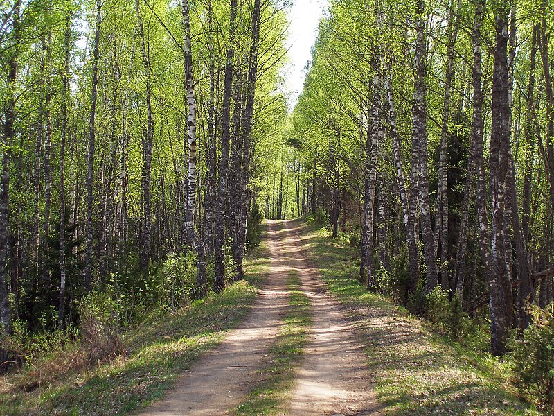 File:Forest trail in Põhja-Kõrvemaa, May 2010.jpg