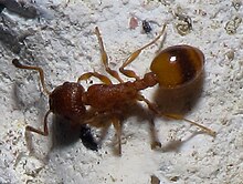 Dying Temnothorax unifasciatus workers voluntarily exclude themselves from the colony and die in solitude Formiga Valverde Vilarromaris Oroso.jpg