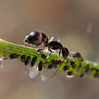 Ants - Aphyds larvaes