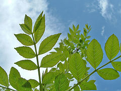 Ясень листья. Fraxinus angustifolia. Перистые листья ясень. Ясень манновый лист.