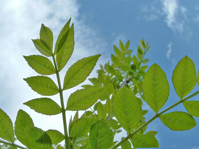 File:Fraxinus angustifolia subsp angustifolia.jpg