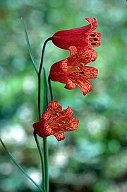 Fritillariarecurva.jpg