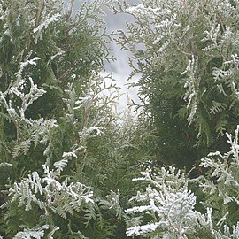 Frost on white cedar in fog