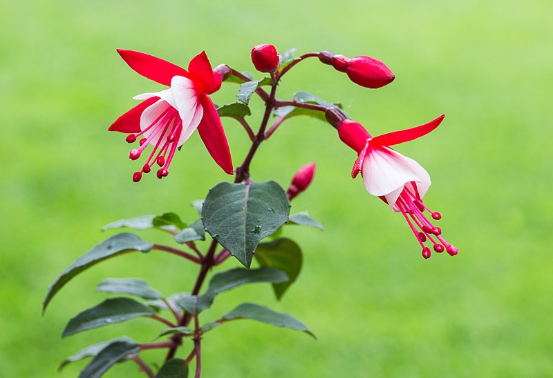 File:Fuchsia 'Twinny'. Bloeiwijze 07.jpg