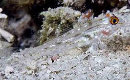 Fusigobius signipinnis