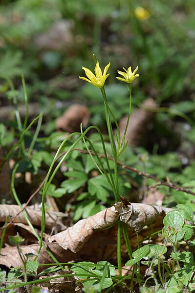 File:Gagea spathacea kz20.jpg