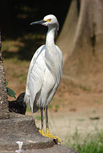 Miniatura para Egretta thula