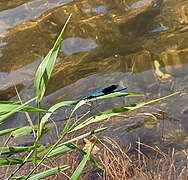 Gebänderte Prachtlibelle (Calopteryx splendens)