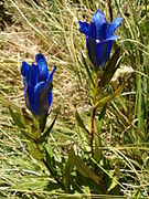 Vue d'une plante et de ses fleurs bleues