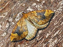 Geometridae - Eulithis populata.JPG