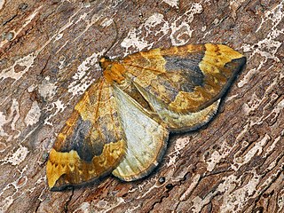 <i>Eulithis populata</i> Species of moth