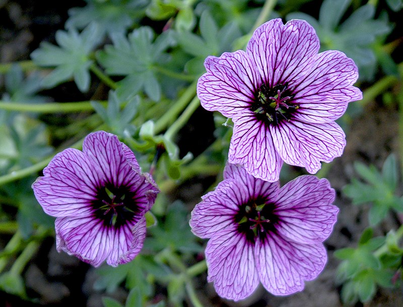 Geranium Ballerina.jpg