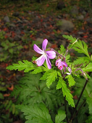 Canary cranesbill (Geranium reuteri)