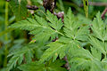 Geranium yesoense var. nipponicum 03.jpg