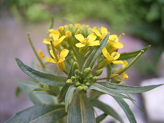 <i>Erysimum cheiranthoides</i> Species of flowering plant