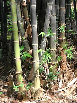  Bambu hitam  Wikipedia bahasa Indonesia ensiklopedia bebas