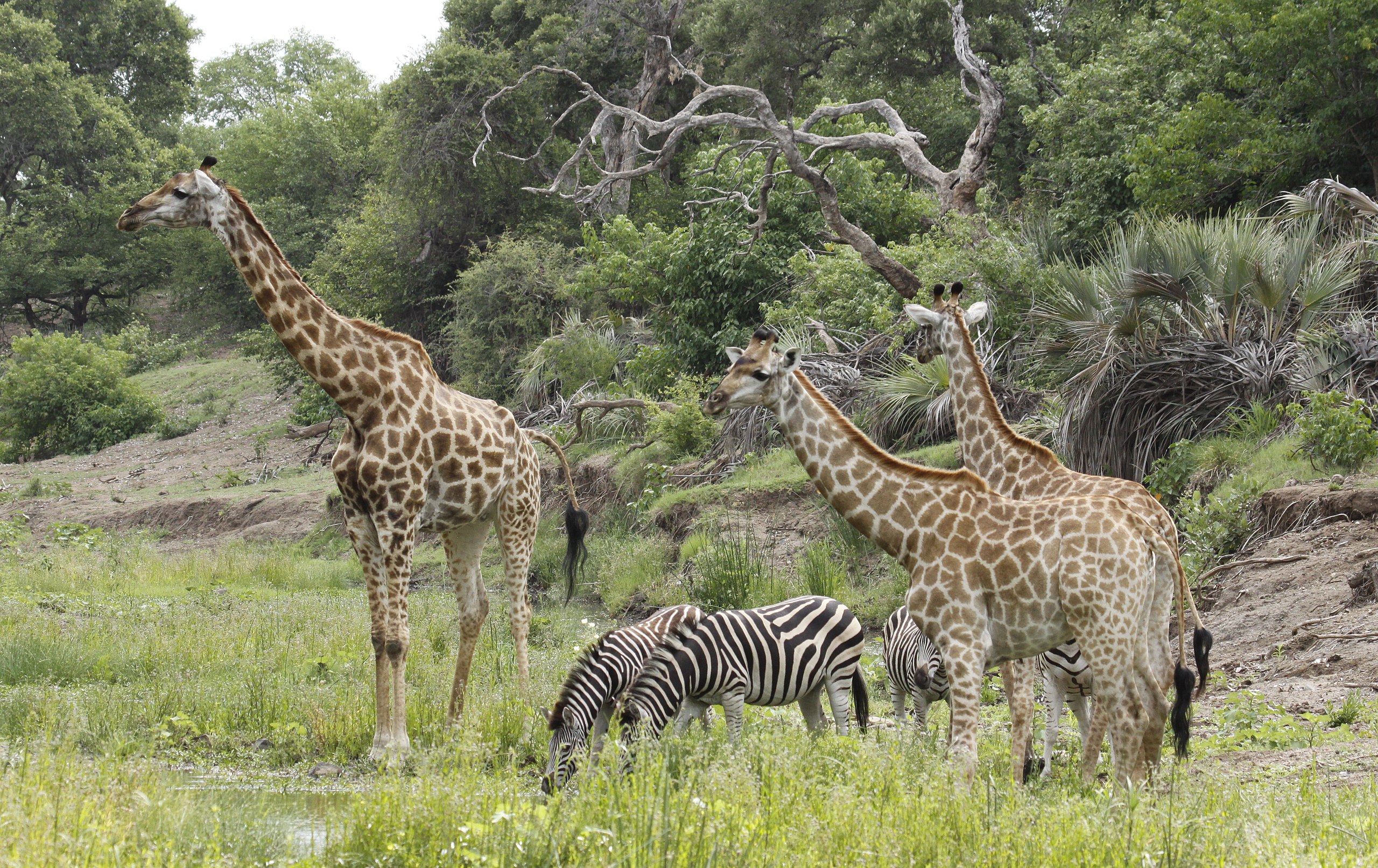 zebras and giraffes together