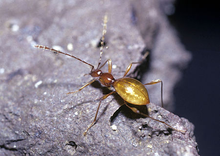 Glacicavicola bathysciodes