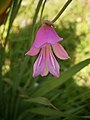 Gladiolus italicus close-up flower