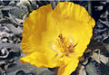 Glaucium flavum